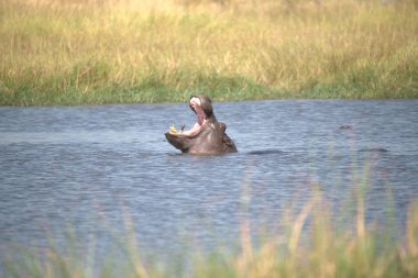 Büyük beyaz bir su aygırı, su aygırı amfibi.