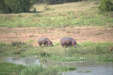 vahşi doğada su aygırı