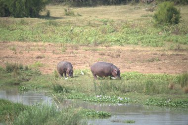 Ulusal parktaki nehir suyunda su aygırı.