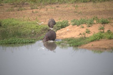 Suda su aygırı, suda su aygırı amfibik.