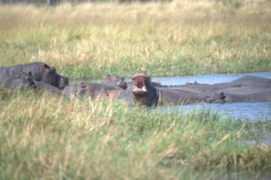 Kenya bozkırında bir fil sürüsü.