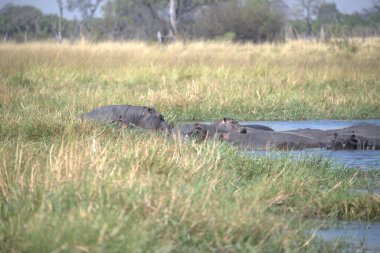 Suda bir grup su aygırı var.