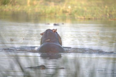 Nehirde, suyun ortasında yüzen bir su aygırı. yüksek kaliteli fotoğraf