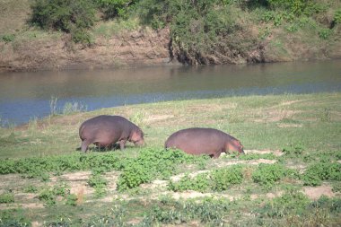 Kenya bozkırında vahşi domuzlar