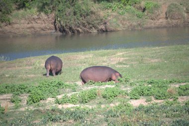 Ormanda yaban domuzu