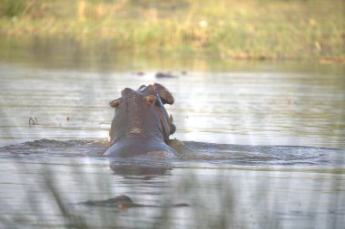 Ağzı açık güzel beyaz bir köpeğin yakın plan fotoğrafı.