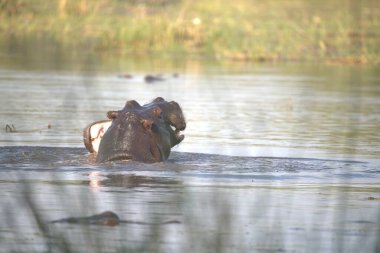 Gölün sularında bir su aygırı.