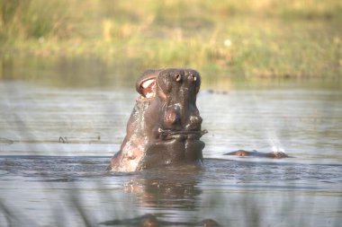 Nehirdeki su aygırı