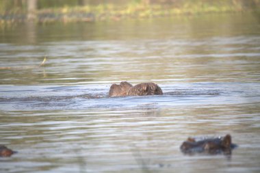 ormandaki vahşi fil