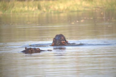 Gölette bir Amerikan bufalosu