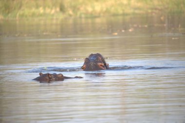 Su aygırı, su aygırı, sudaki su, Afrika 'daki Kruger Ulusal Parkı.