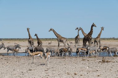 Etoşa Ulusal Parkı, Namibya 'da zürafa ve zebra
