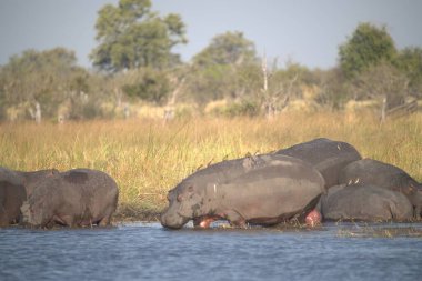 Afrika fili (Loxodonta africana), Kruger Ulusal Parkı, Kruger Parkı, Güney Afrika