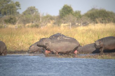 Sudaki su aygırları, Kruger Parkı, Güney Afrika