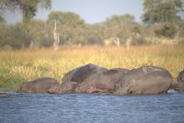 Sudaki su aygırları