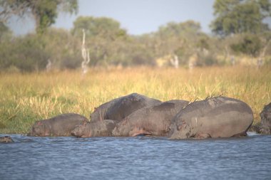 Afrika fili su birikintisinde