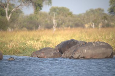 Sudaki su aygırları