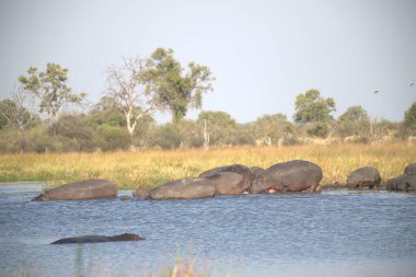 Kenya savanındaki filler