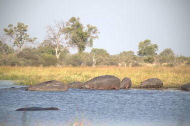 Kenya 'nın güneyindeki nehirde filler