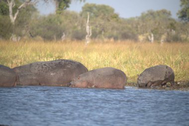 Afrika fili (Loxodonta africana )