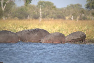 Afrikalı su aygırı, su aygırı amfibi.