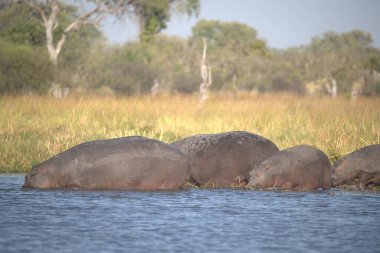 Kenya ovasında gölün ortasında su aygırı.