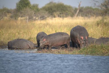 Afrika fili Kruger Ulusal Parkı, Güney Afrika