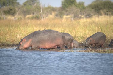 Afrika bozkırlarında vahşi Afrika suaygırları.