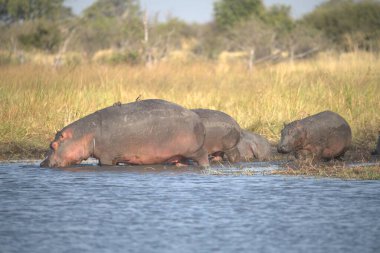 Göldeki su aygırları