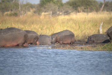 a group of african elephants in the savannah of africa