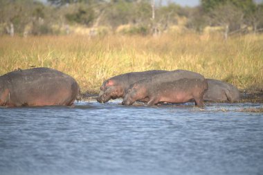 Su aygırları, su aygırları, amfibiler, suda, kenya, Afrika