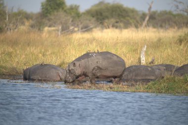 Nehirdeki bir grup fil