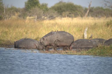 Güney Afrika 'daki Kruger Ulusal Parkı' nda bir grup Afrika fili..