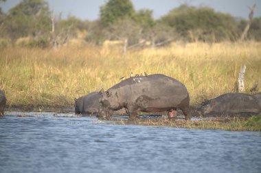 Bir grup vahşi su aygırı.
