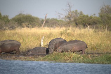 Suaygırı (amphiamphius amphius), Botsvana 'da, ulusal parktaki suda bulunur.