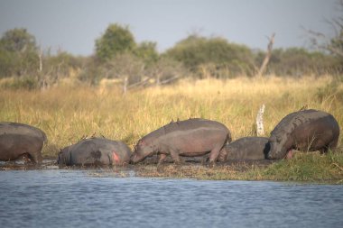 Bir grup Afrikalı vahşi su aygırı gölde.