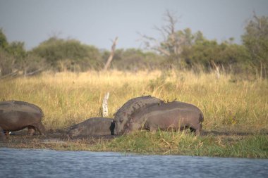 Savanadaki Afrika fili