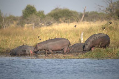 Vahşi Afrika fili su