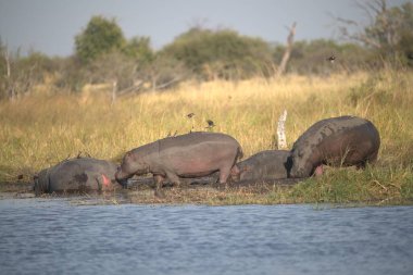 Afrika, Afrika 'da vahşi patatesler