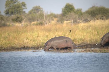 Suda bir grup su aygırı var.