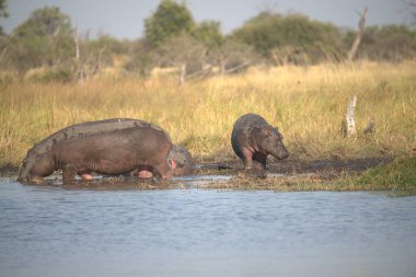 a group of wild hippopotamus in the water