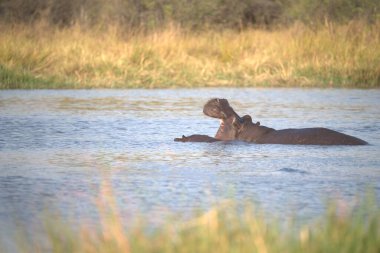 Suda bir su aygırı.