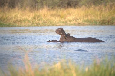 Güney Afrika 'daki Kruger Ulusal Parkı' nda su aygırı gibiyiz.