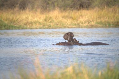 Suaygırı (hipopotam bius bius) Güney Afrika 'daki Kruger Ulusal Parkı' nda sudadır..