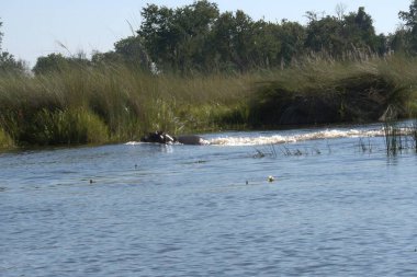 Sudaki vahşi hayvanlar