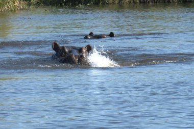 bir köpek nehirde yüzüyor