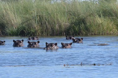 Gölde vahşi patatesler