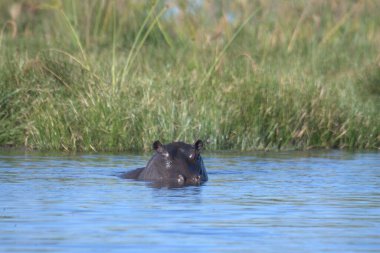 Sudaki şirin bir su aygırının yakın çekimi.