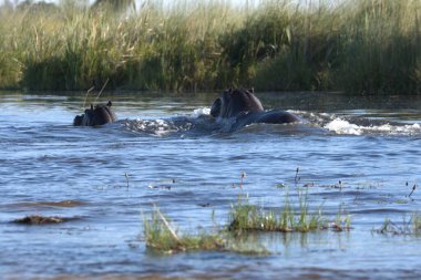 Afrika 'daki nehrin sularında su aygırları.
