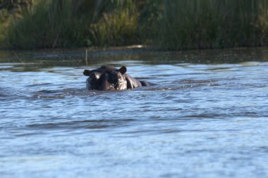 Suda su aygırı, Kenya